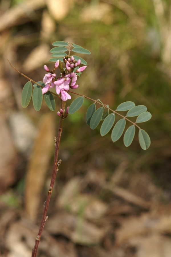 Indigofera australia